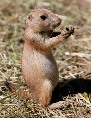 Prairie dog clipart