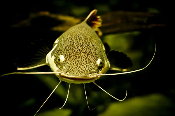 Yayın balığı — Stok fotoğraf