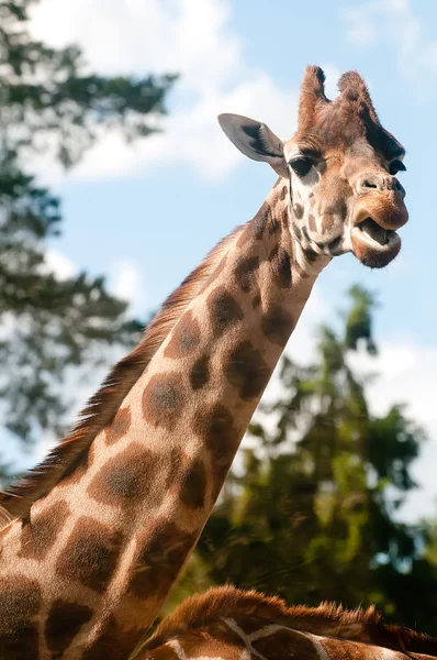 Giraff. —  Fotos de Stock