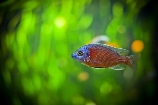 African cichlid — Stock Photo, Image