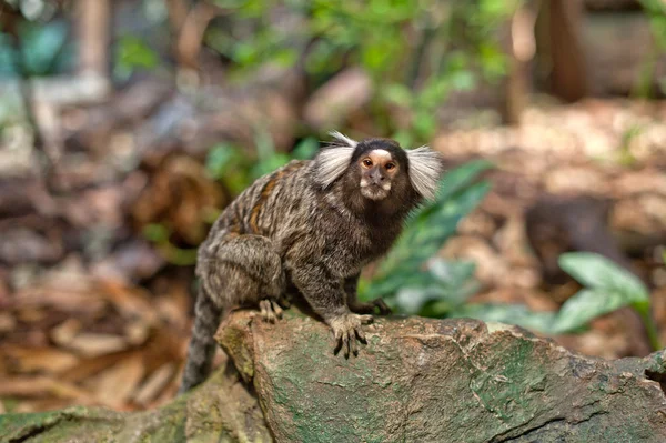 Macaco. — Fotografia de Stock