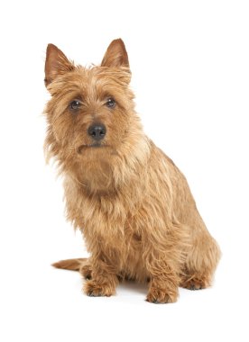 Australian terrier clipart