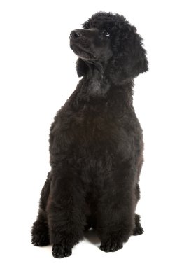 Black poodle puppy clipart