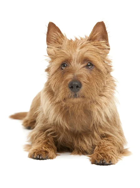 Australian terrier — Stock Photo, Image