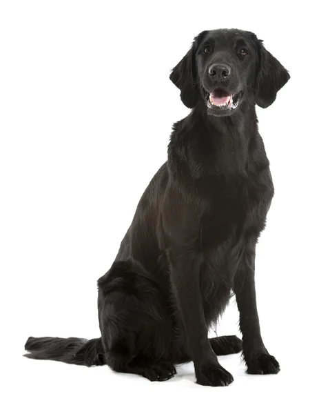 黑色平涂的猎犬 — 图库照片