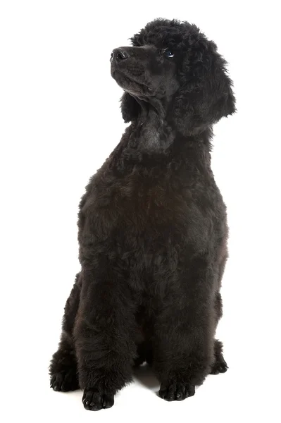 Cachorro poodle preto — Fotografia de Stock