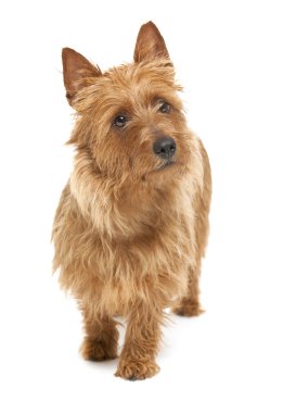 Australian terrier clipart