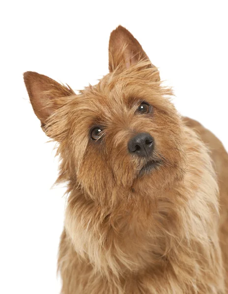 Australian terrier — Stock Photo, Image