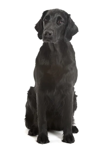 Czarny pies płaskie powlekane — Zdjęcie stockowe