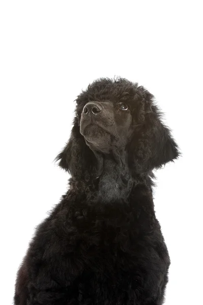 Siyah kaniş köpek yavrusu — Stok fotoğraf