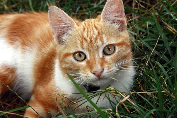 Stock image Red small cat