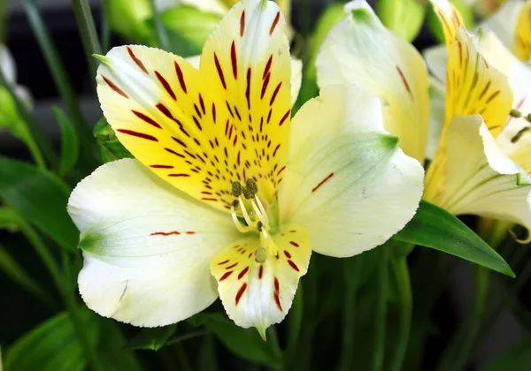 Alstroemeria blommor — Stockfoto