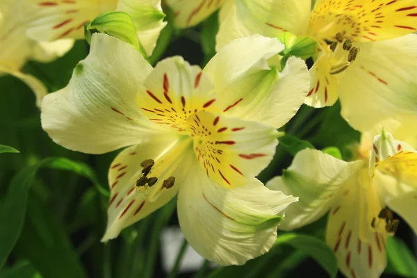 Alstroemeria bloemen — Stockfoto