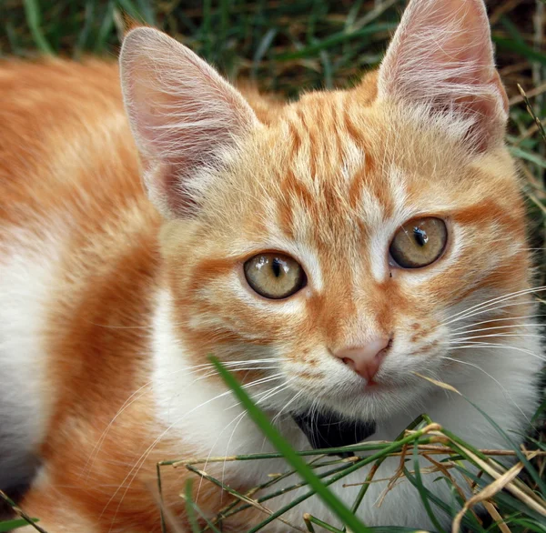 Czerwony mały kot — Zdjęcie stockowe