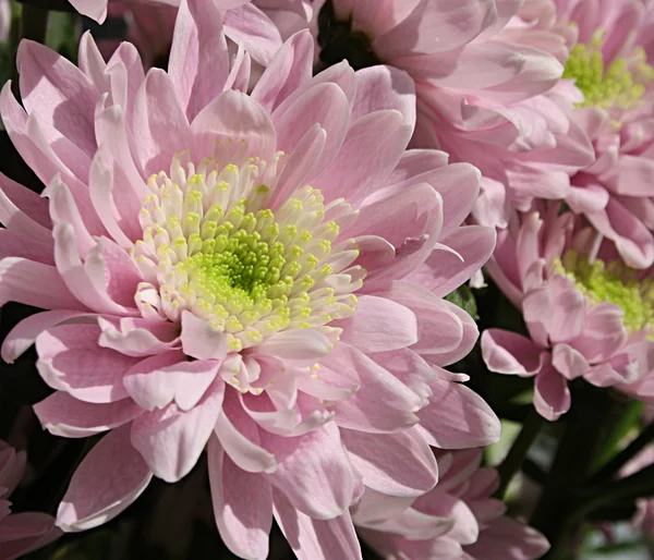 stock image Chrysanthemum