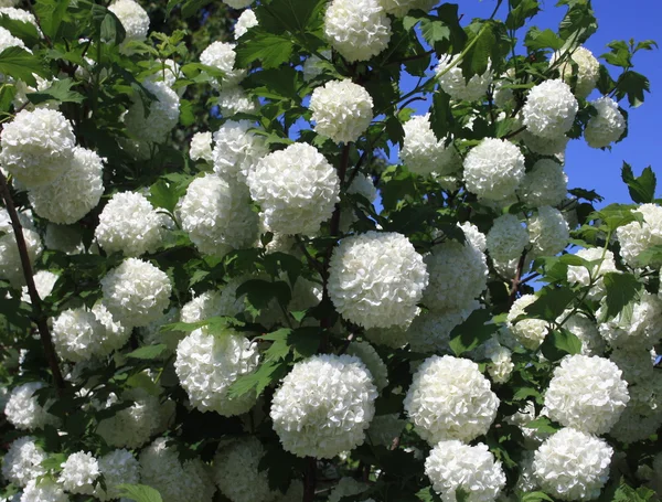 stock image Decorative viburnum Buldenezh