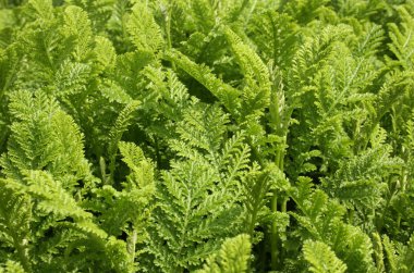 Yarrow herb clipart