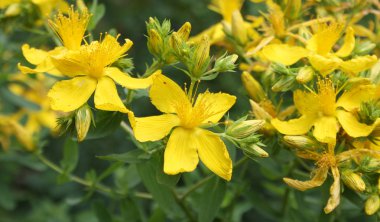 St. John's wort clipart