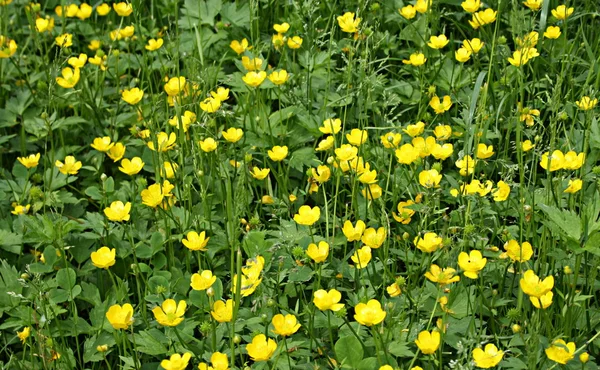 Achtergrond van gele bloemen — Stockfoto