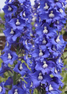 Delphinium mavi