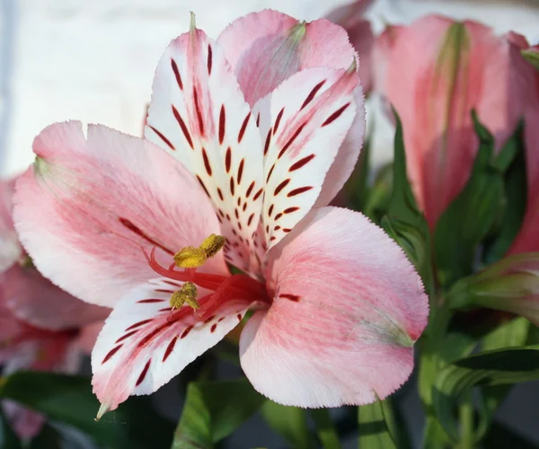 Alstroemerias pink — Stock Photo, Image