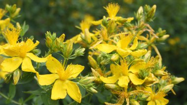 St. John's wort clipart