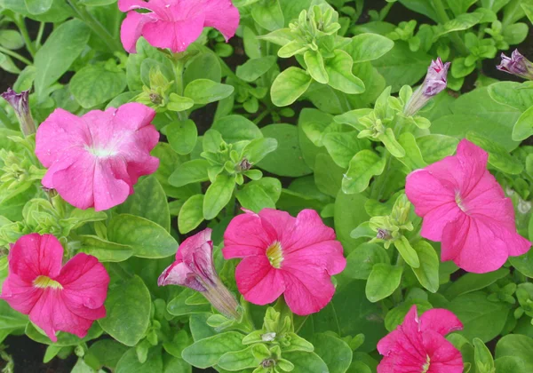Petunia rózsaszín Stock Kép