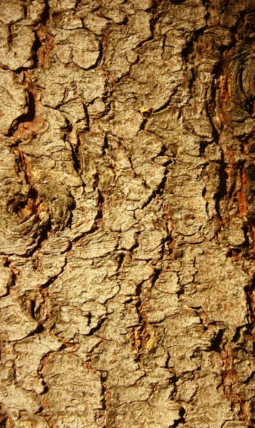 树皮，松木老 — 图库照片