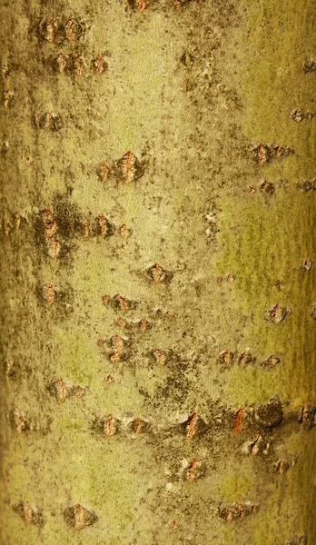 Casca, madeira — Fotografia de Stock