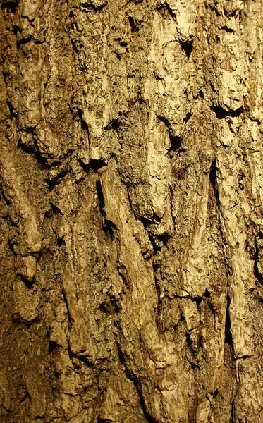 The bark of a tree (background) — Stock Photo, Image