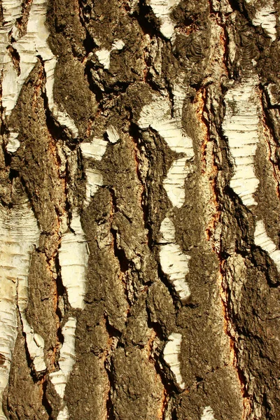 白桦树皮 (背景) — 图库照片