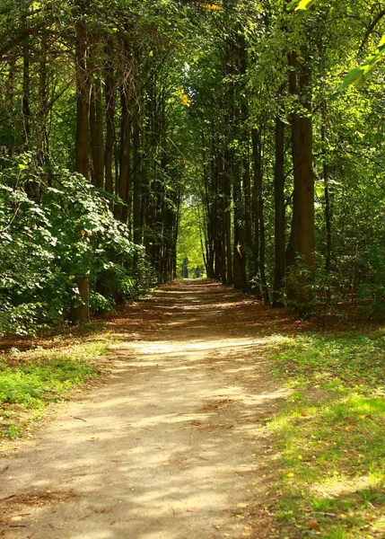 stock image Linden alley