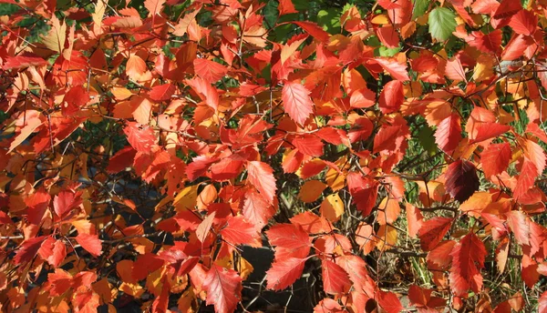 stock image Red, leaf