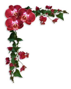 Orchids and Bougainvillea floral border clipart