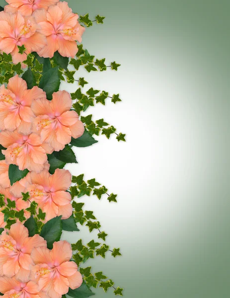 Hibisco fronteira floral pêssego — Fotografia de Stock