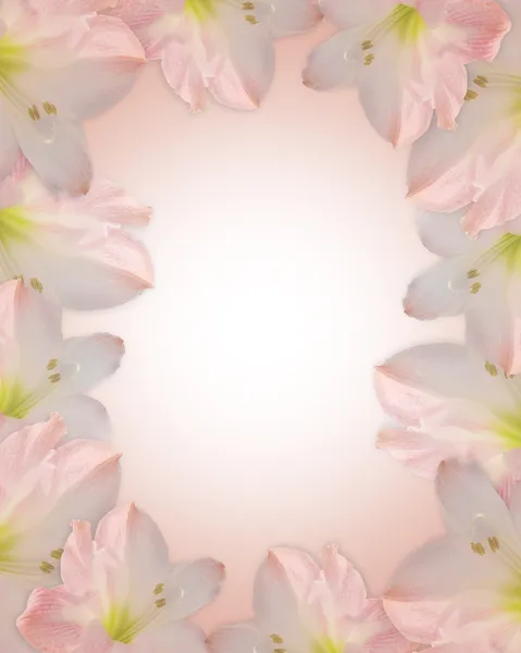 Rosa Blüten Rand Amaryllis — Stockfoto