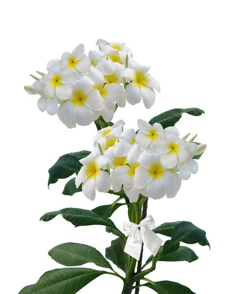 Elszigetelt frangipáni virágok — Stock Fotó