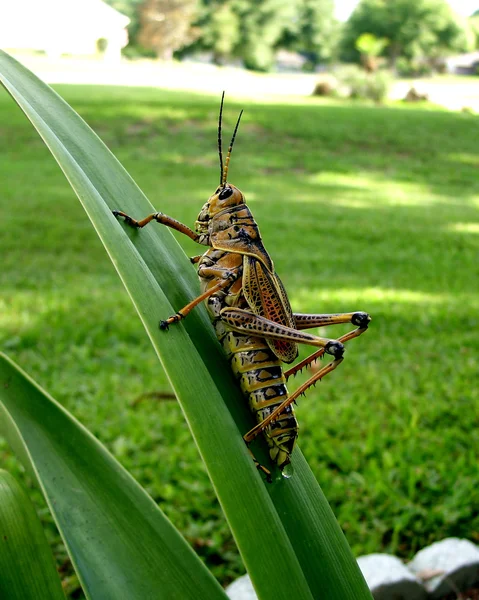 Grasshopper Large Eastern Lubber — Stock Photo, Image