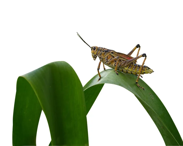 Grasshopper aislado en blanco — Foto de Stock