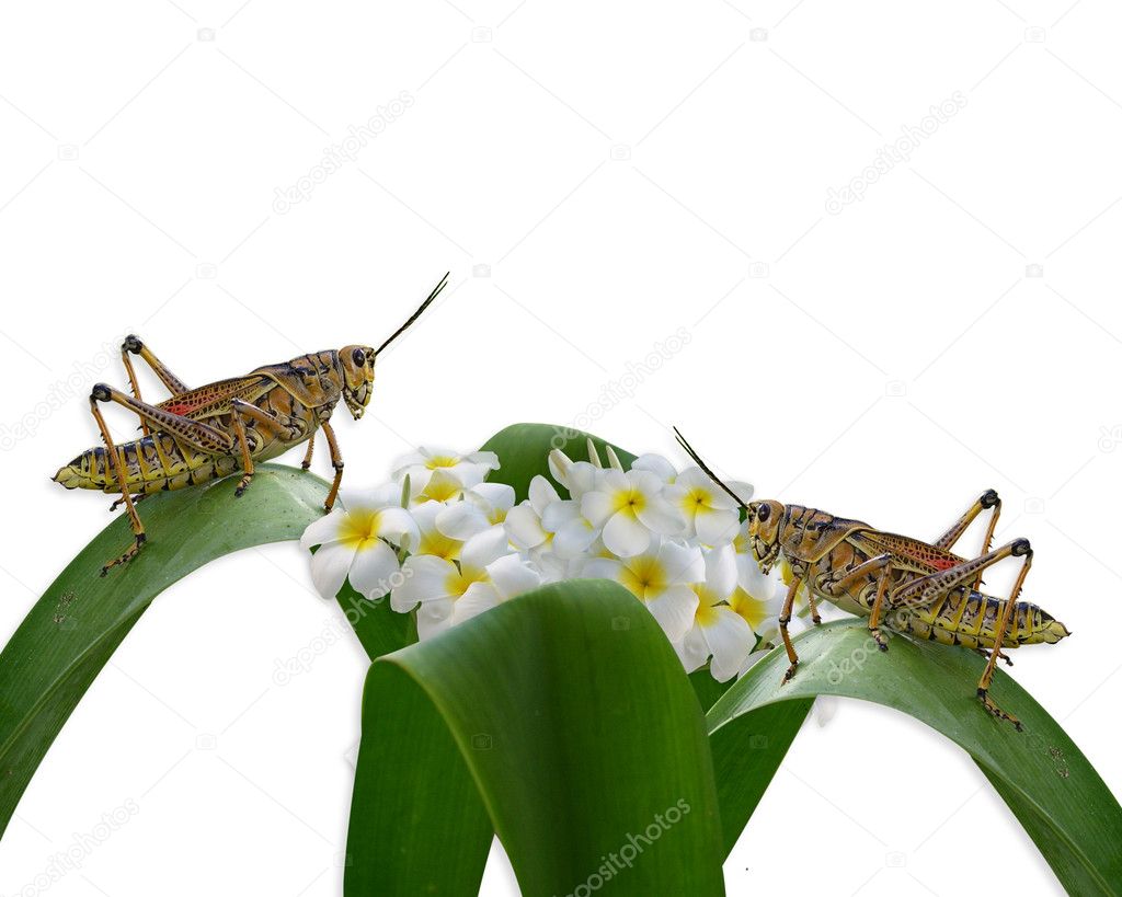 Grasshoppers and plumeria isolated