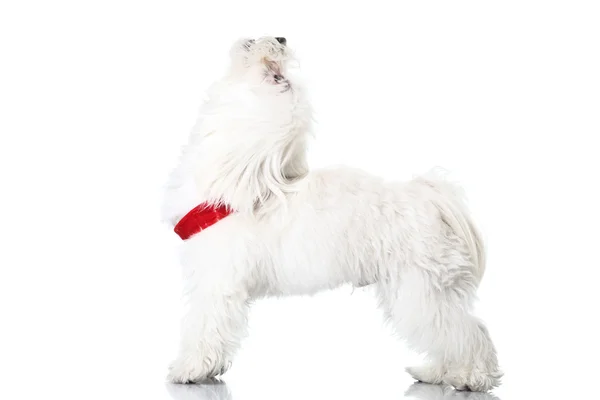 Cachorro Bichon — Foto de Stock