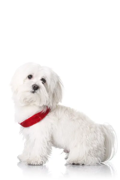 Bichon puppy — Stock Photo, Image