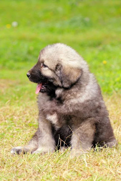 Sarplaninec, Macedonian shepherd dog — Stock Photo © kokimk #2875391