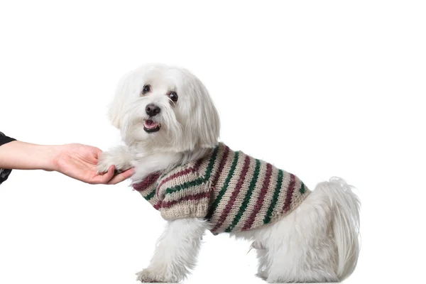 Bichon puppy saying hi — Stock Photo, Image