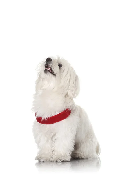 Cachorro Bichon — Foto de Stock