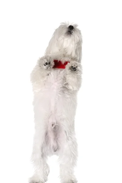 Bichon štěně — Stock fotografie