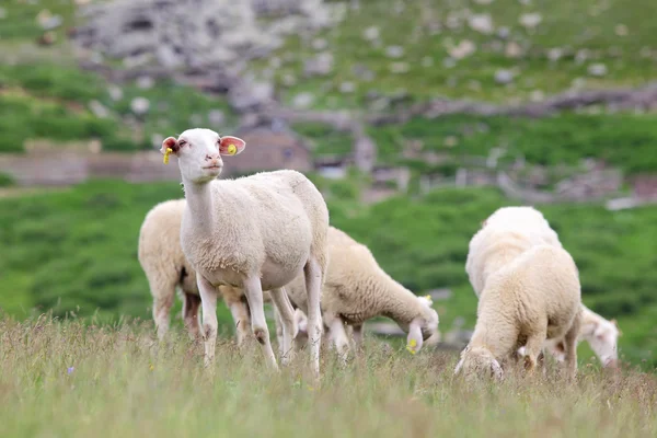 stock image Herd of sheep