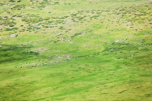 Rebaños de ovejas — Foto de Stock