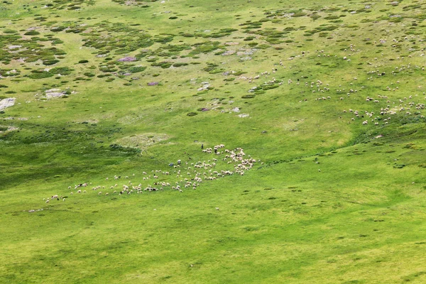 Rebaños de ovejas — Foto de Stock