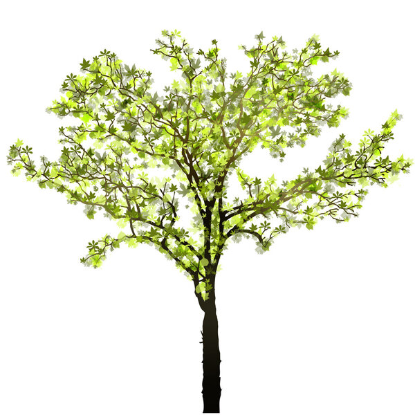Spring Tree isolated on white